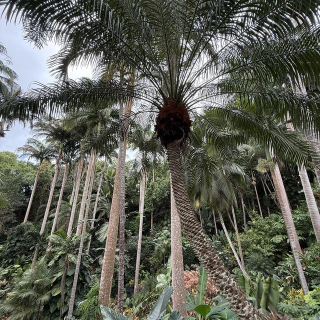 Palm grove